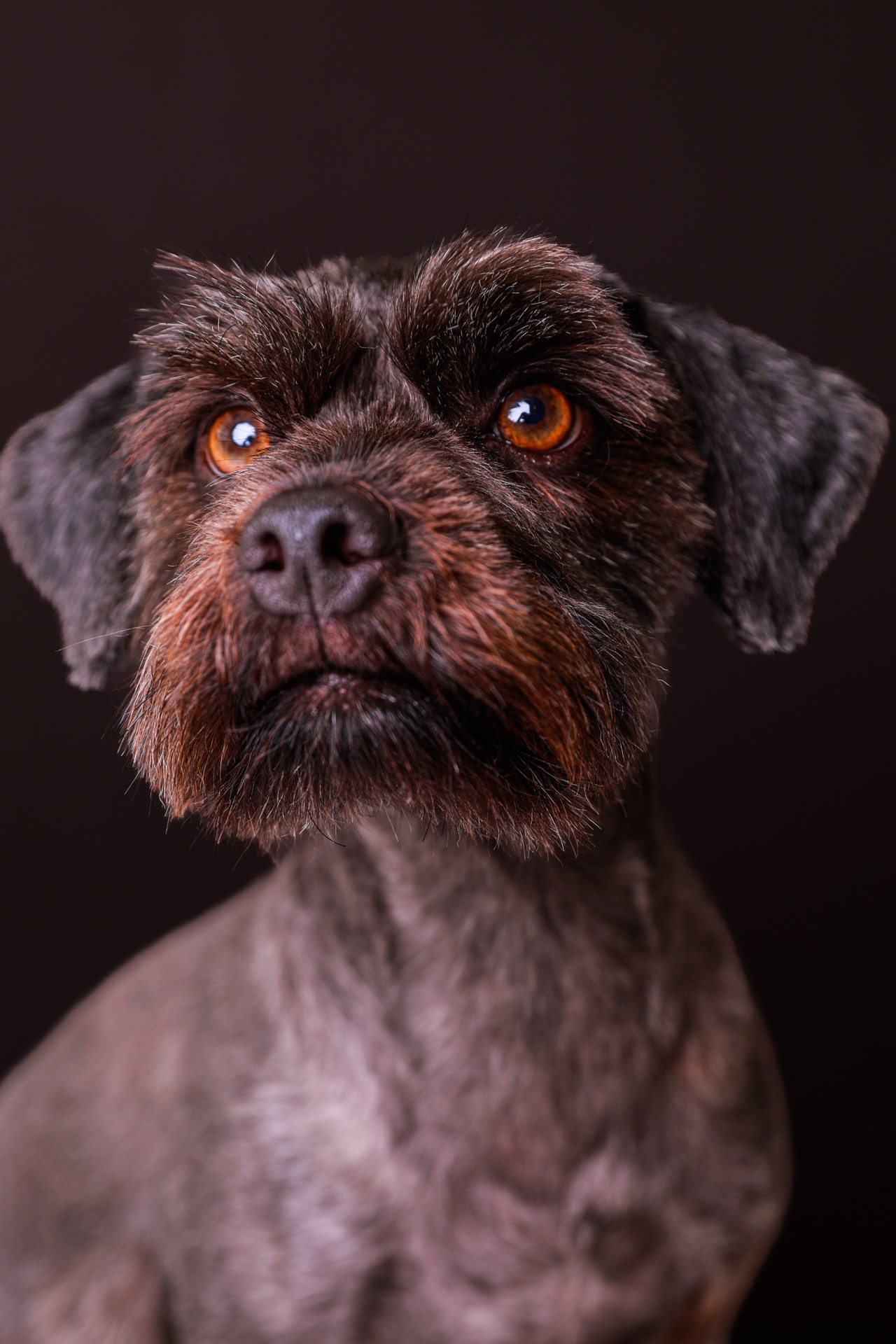 Retrato pet por Gabriel Nabi — ABI3661.jpg