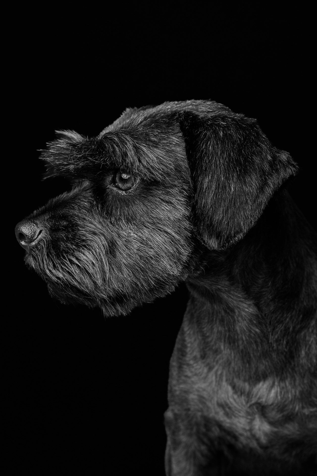 Retrato pet por Gabriel Nabi — ABI3692.jpg