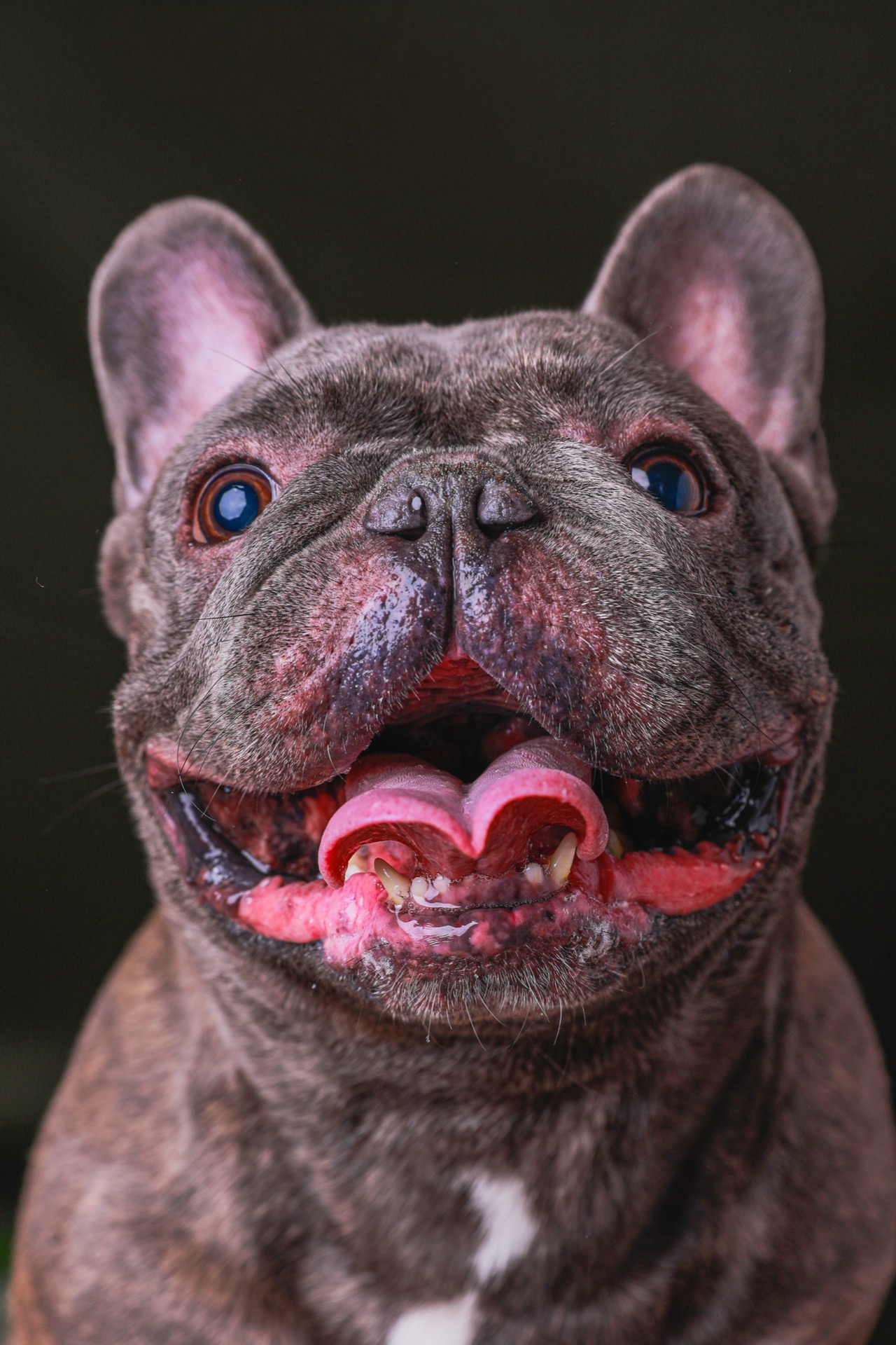 Retrato pet por Gabriel Nabi — ABI5309.jpg