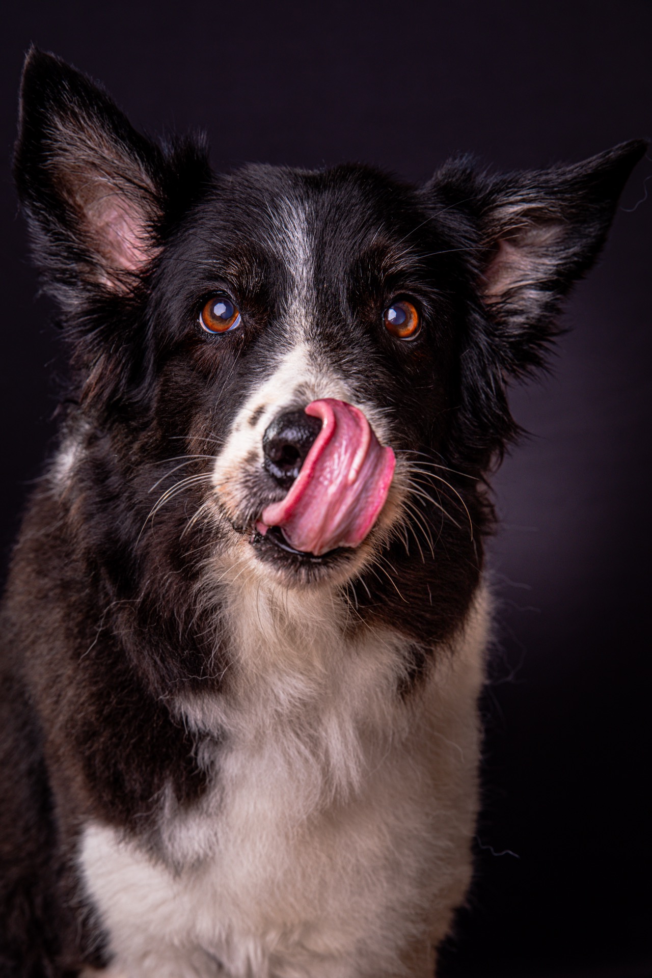 Retrato pet por Gabriel Nabi — NABI67591.jpg