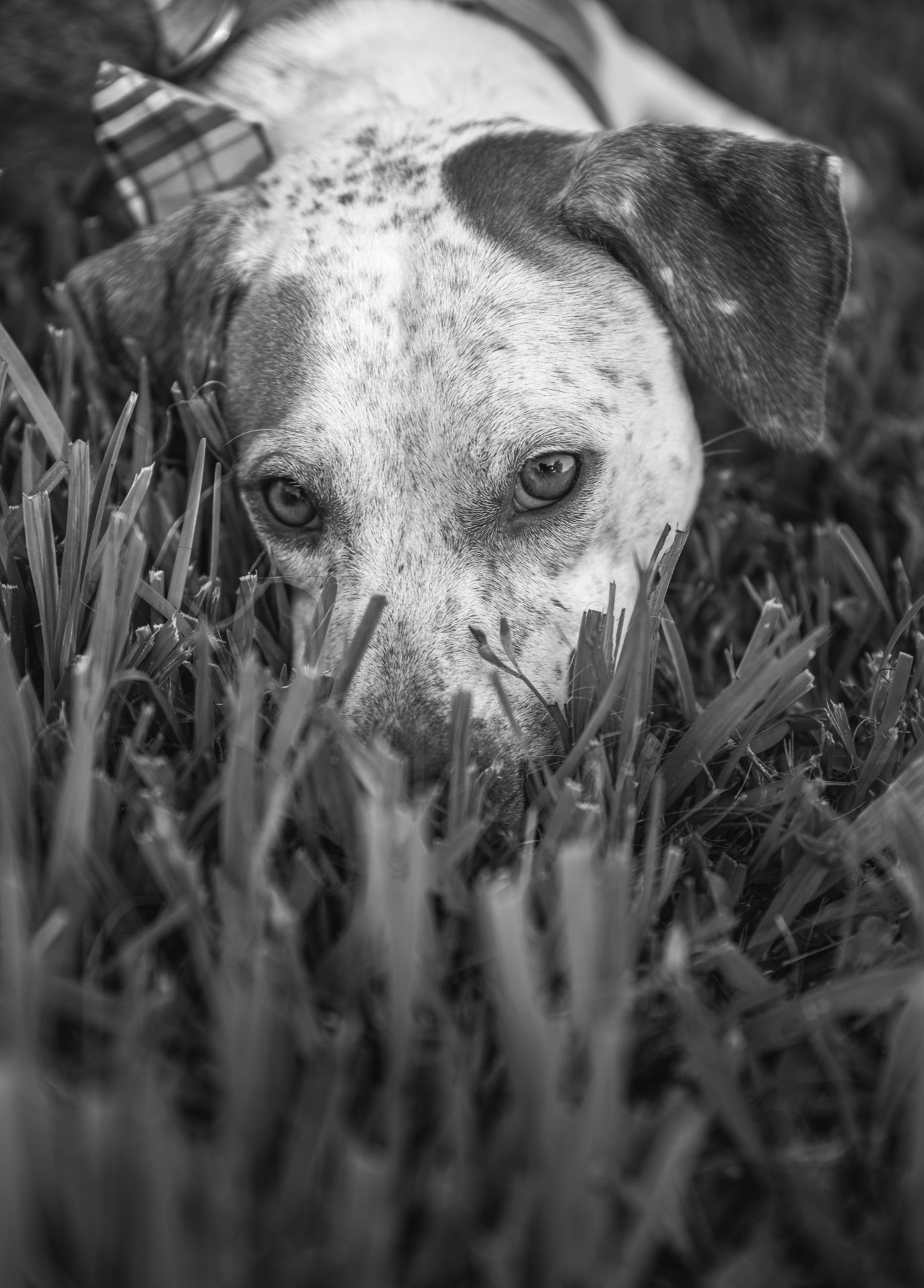Retrato pet por Gabriel Nabi — NABI7812.jpg