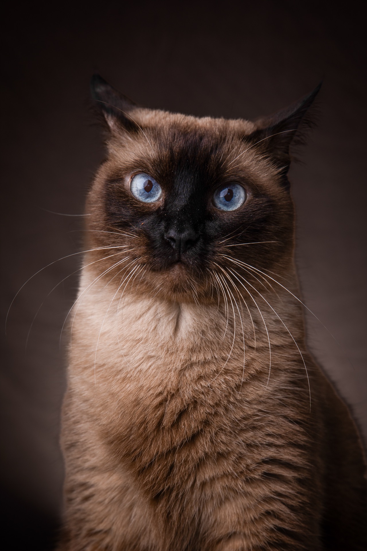 Retrato pet por Gabriel Nabi — NABI8570.jpg