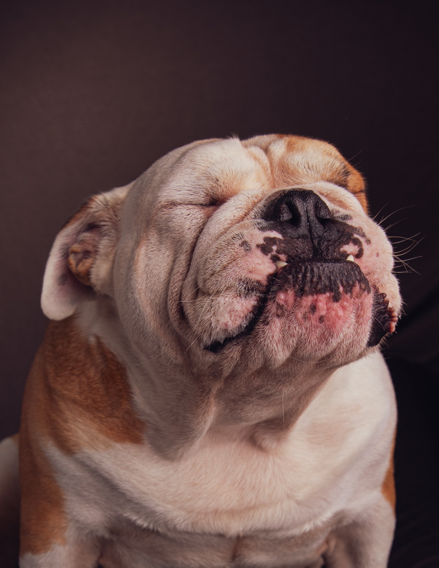 Retrato pet por Gabriel Nabi — NABI9079.jpg