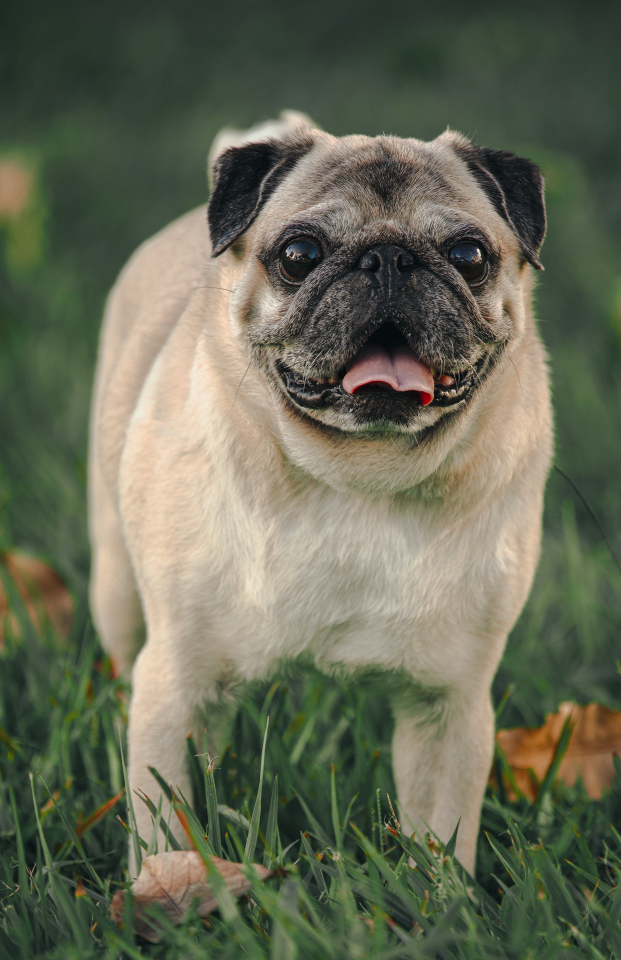 Retrato pet por Gabriel Nabi — NABI9994.jpg